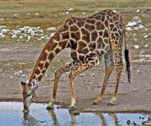 пазл жирафа пить в пруду